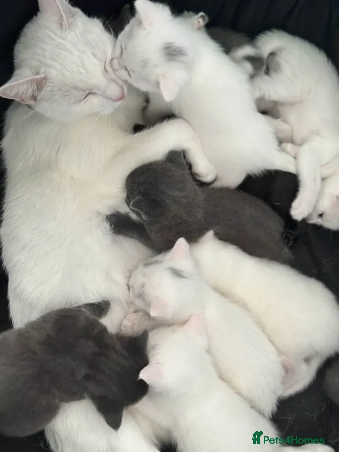 Mixed Breed cats for sale: Adorable Kittenss Ready For Reservation - Image 2