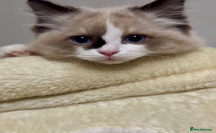 Ragdoll cats Gorgeous fluffy Ragdoll boy - Advert 1