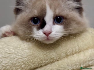 Ragdoll cats Gorgeous fluffy Ragdoll boy - Advert 3