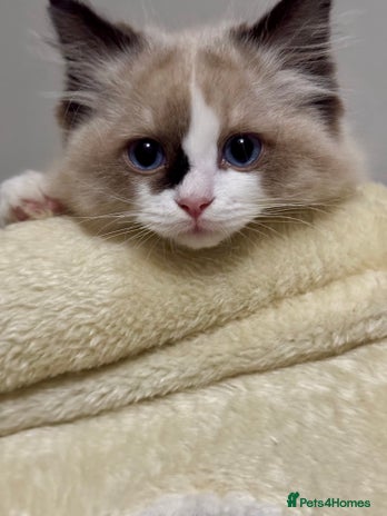 Ragdoll cats Gorgeous fluffy Ragdoll boy - Advert 1