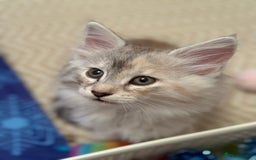 Norwegian Forest Cat cats for sale: SANNVENN Norwegian Forest Cats - Image 12