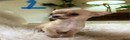 Chihuahua dogs for sale: Tiny chihuahua puppies - Advert 8