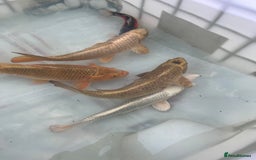 Koi Carp fish for sale: 6 koi carp variety’s of beautiful fish  - Image 2