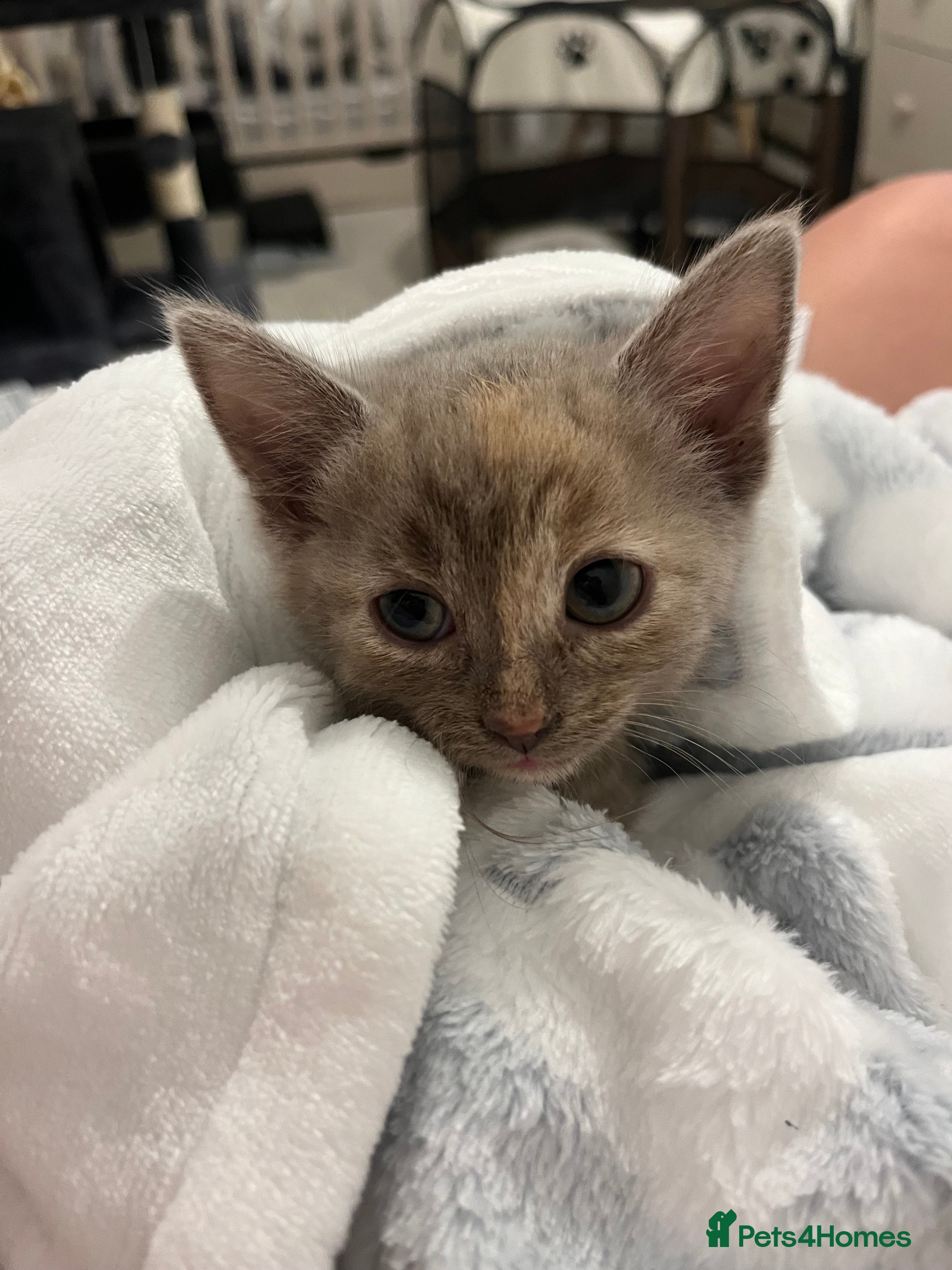 Mixed Breed cats Grey and ginger kitten  - Advert 1