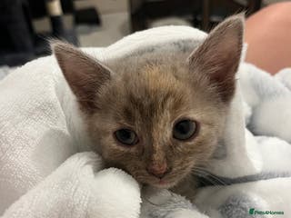 Mixed Breed cats Grey and ginger kitten - Advert 1