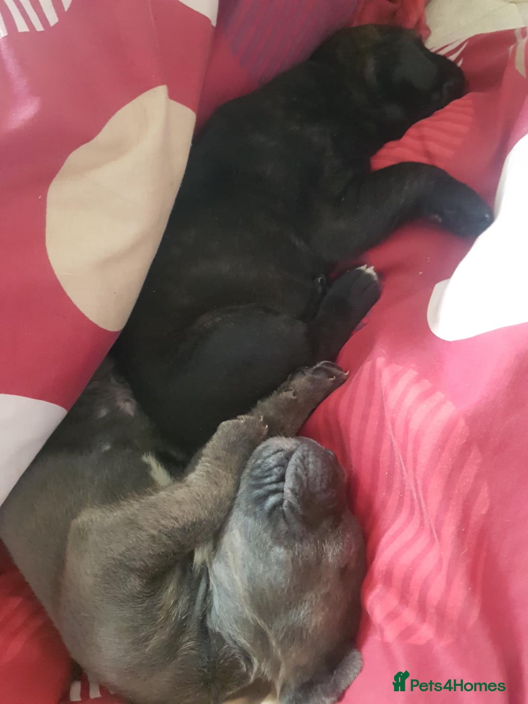 Mixed Breed dogs for sale: 5 cane corso mix puppies - Image 14