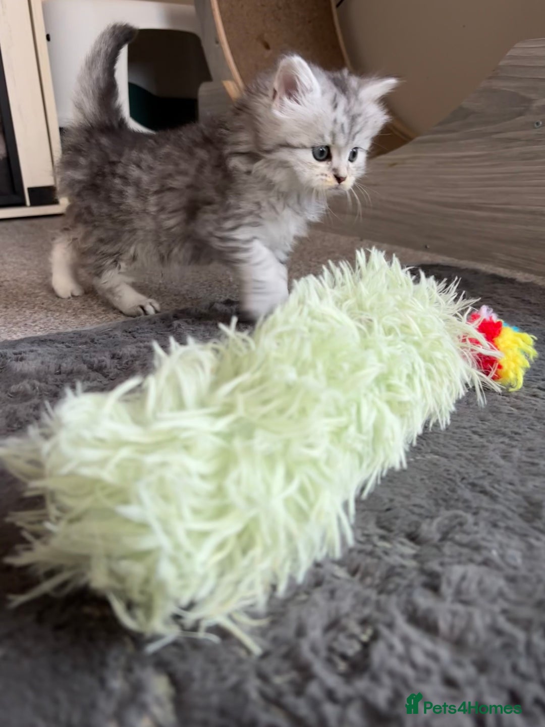 Maine Coon cats for sale: Persian X Maine coon 1 GIRL AVAILABLE  - Advert 6