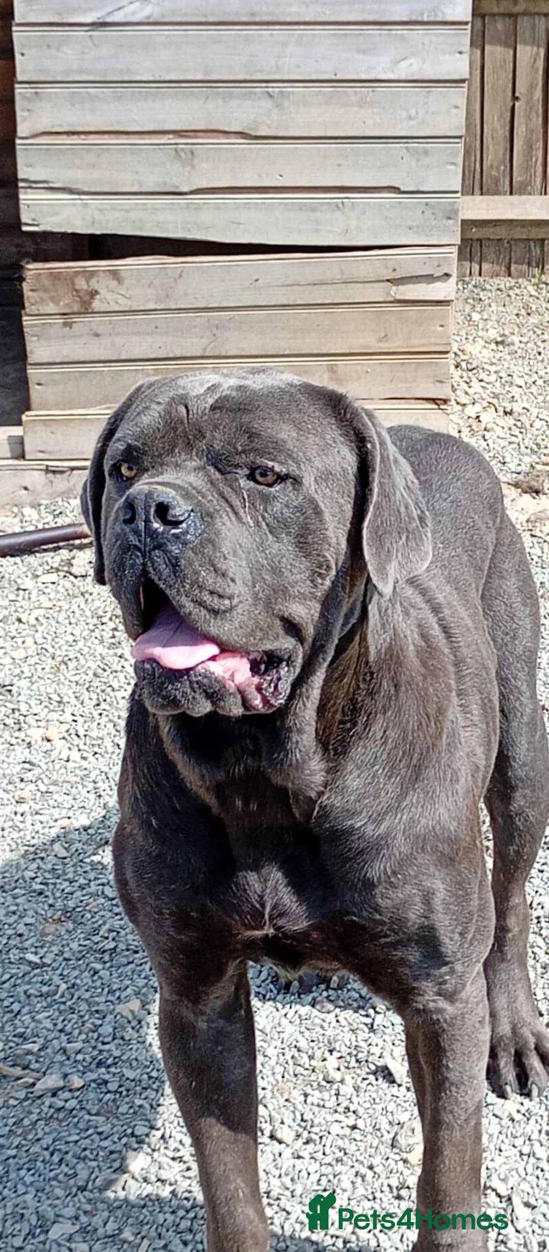 Cane Corso dogs for stud: Blue cane corso - Advert 2