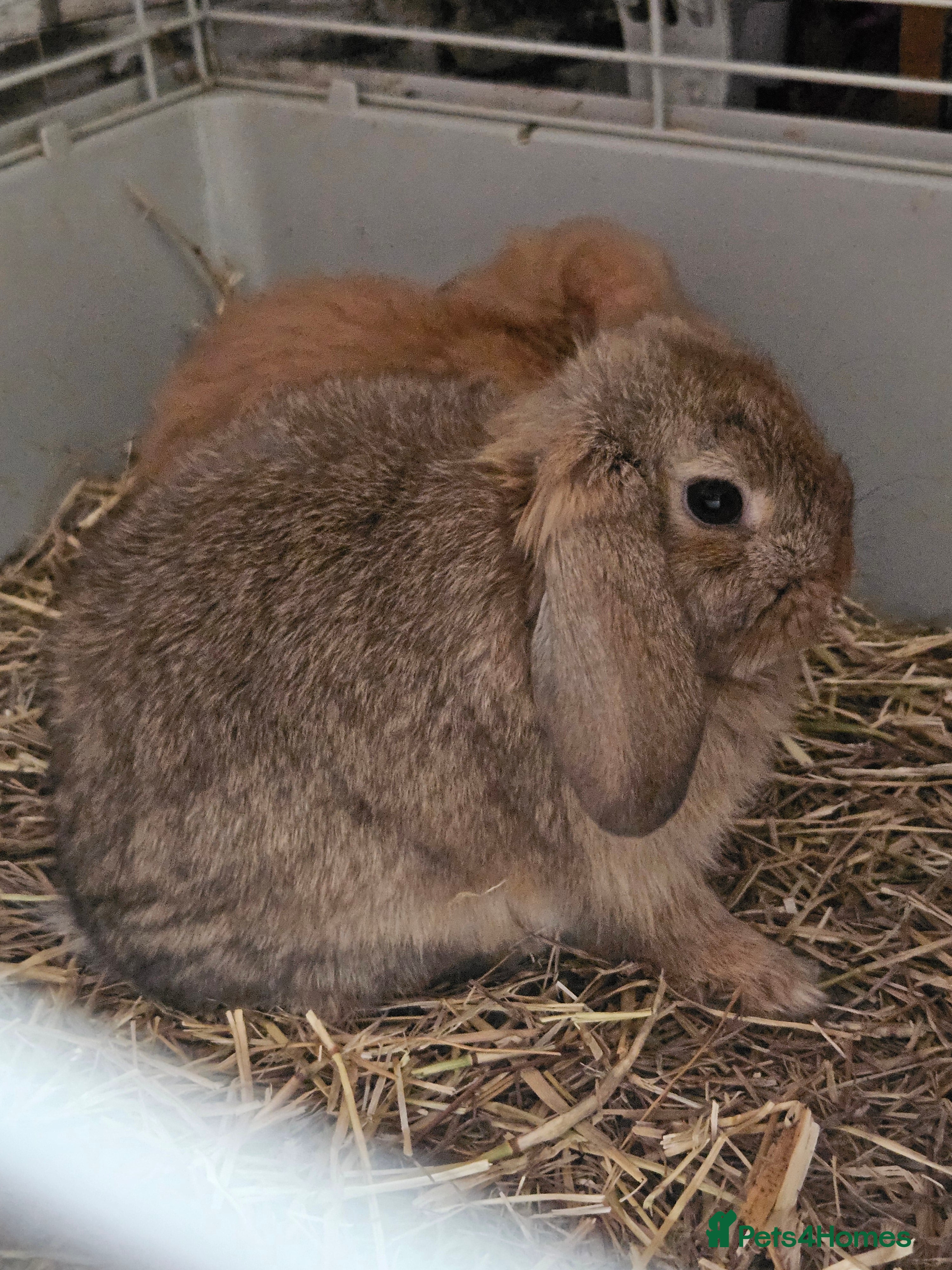 Mini Lop rabbits Mini lop bunnies  - Advert 19