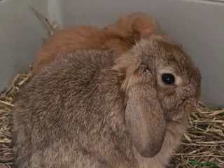 Mini Lop rabbits Mini lop bunnies - Advert 19
