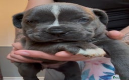 Mixed Breed dogs for sale: Cane Corse X puppies  - Image 19