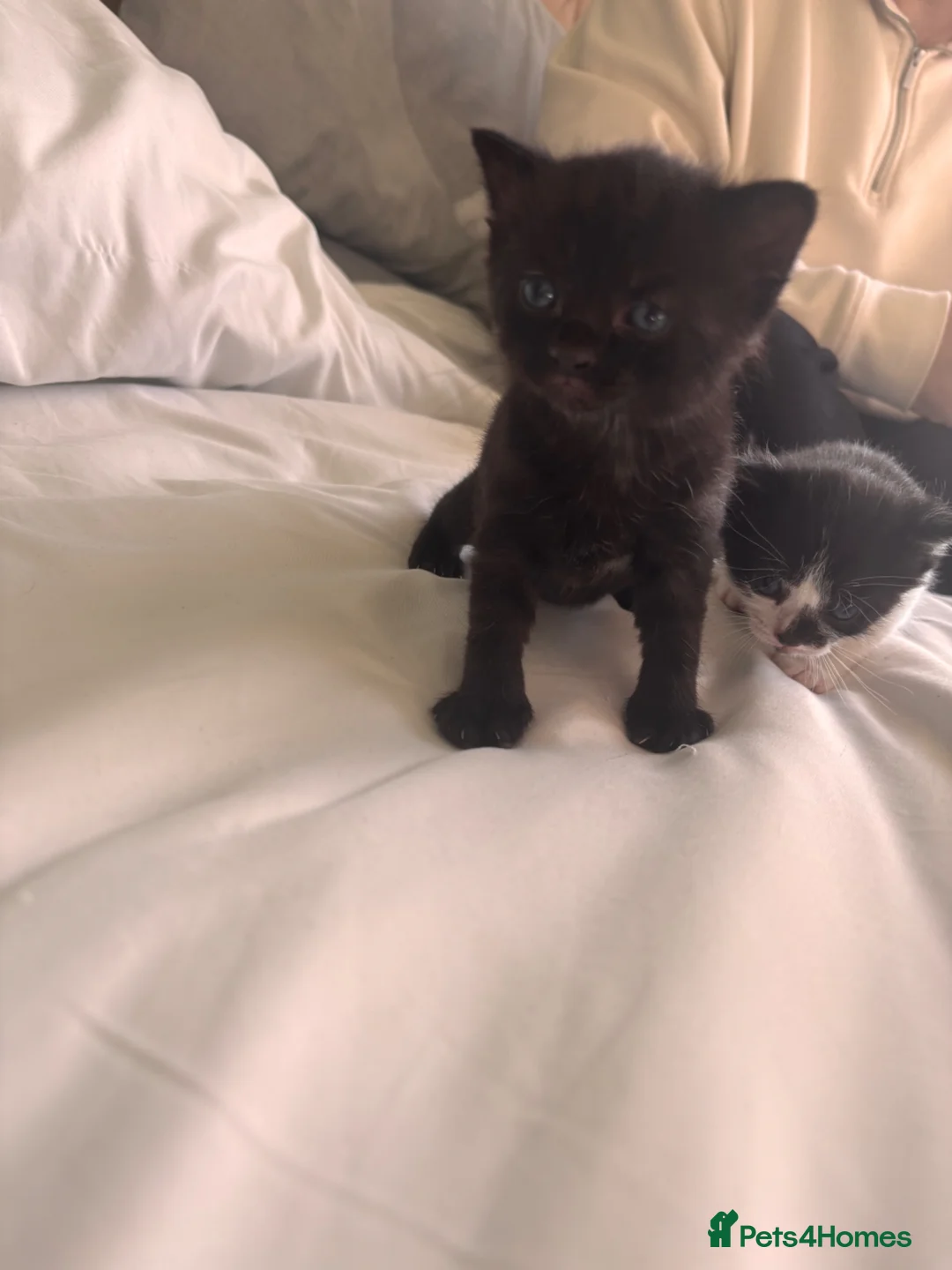 Mixed Breed cats for sale: Beautiful kittens looking for their forever home. in Cleckheaton - Advert 10