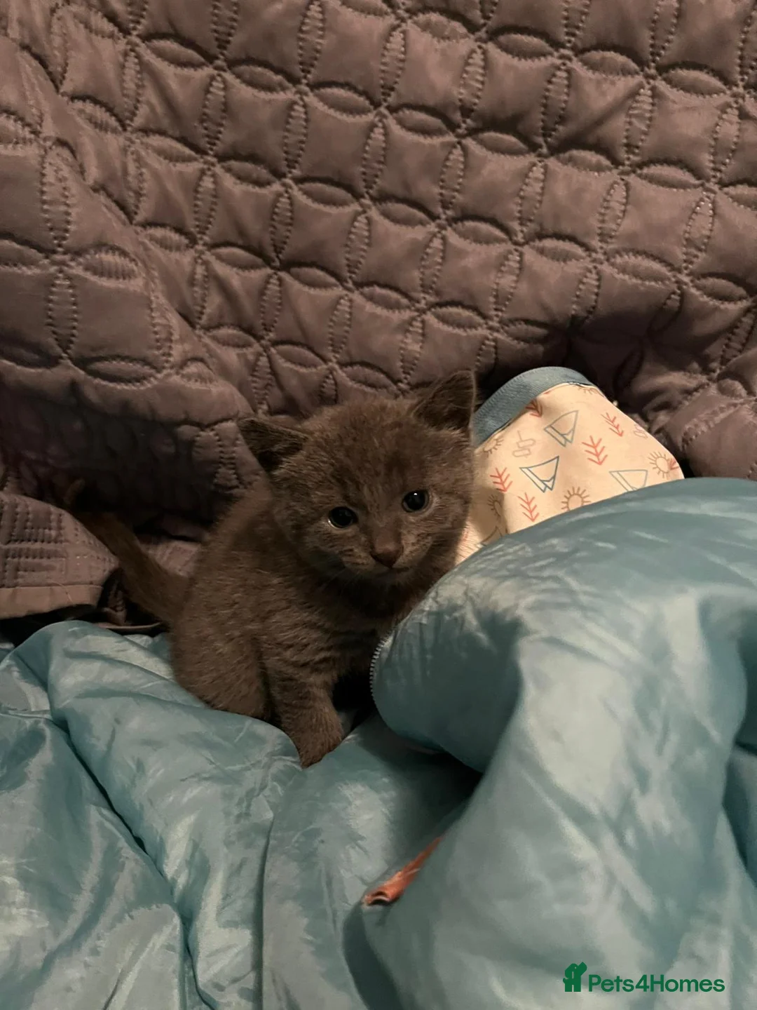 Russian Blue cats for sale: Pure Bred Russian Blue Kittens - Advert 4