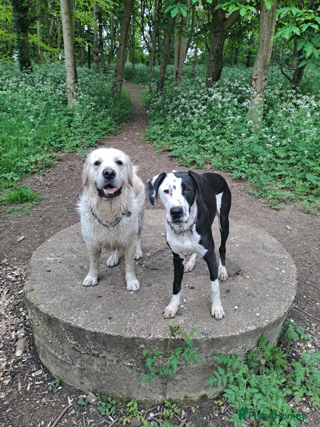 Mixed Breed dogs for sale: Looking for a new family - Image 4