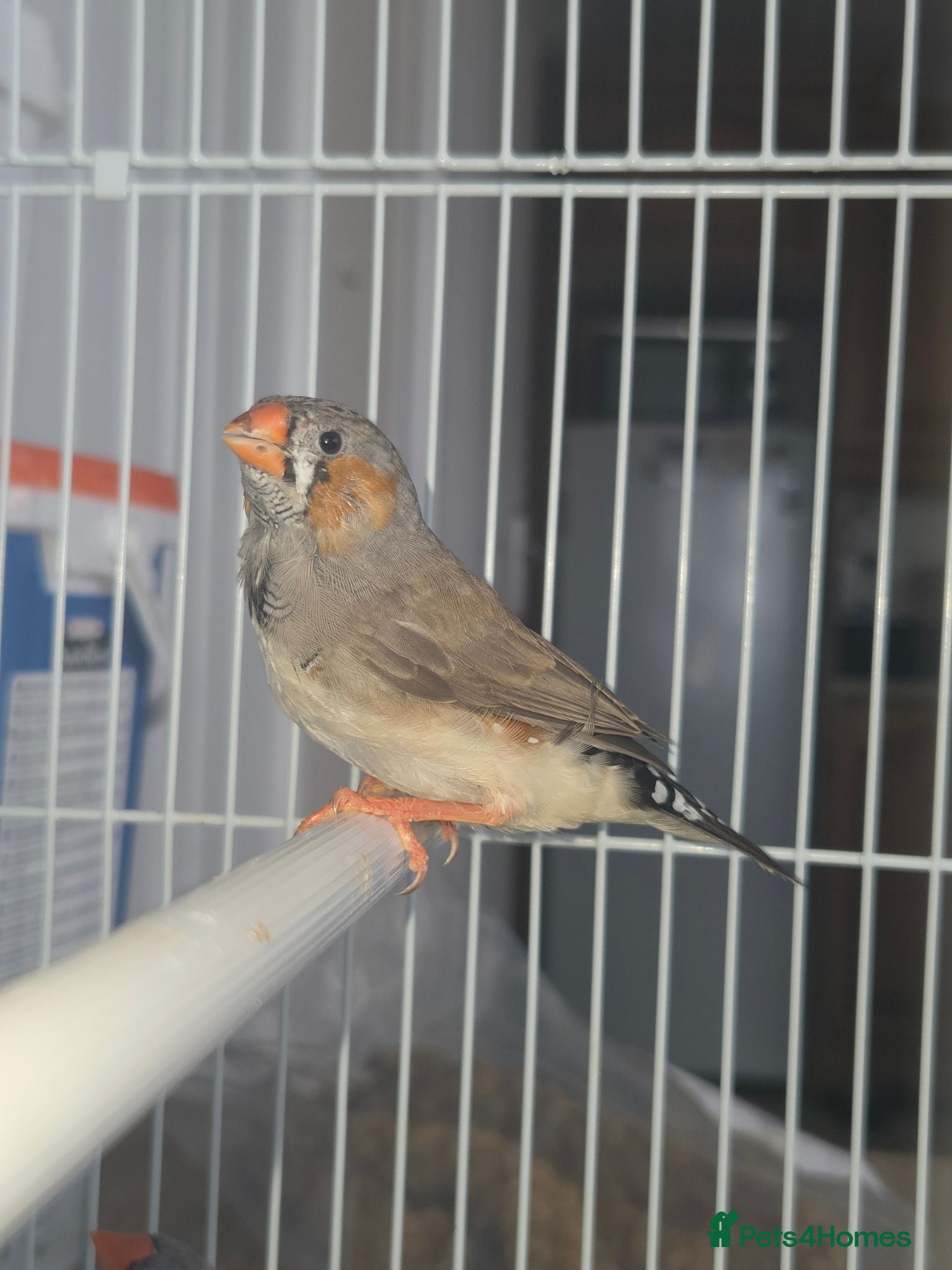 Finches birds Mixed aviary born Zebra Finch - Advert 2