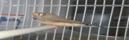 Finches birds for sale: Mixed aviary born Zebra Finch - Advert 2