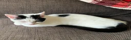 Mixed Breed cats for sale: Two Adorable Sister Kittens for Sale in Huddersfield - Advert 5