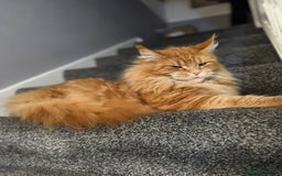 Maine Coon cats for sale: Pure breed main coon boys looking for loving home - Image 7