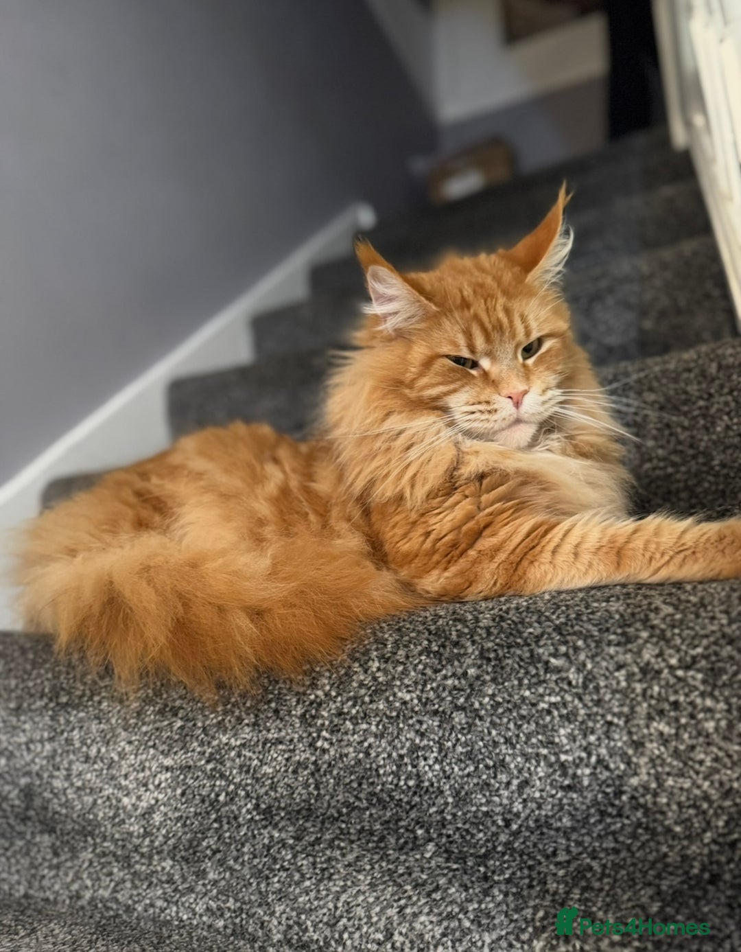 Maine Coon cats for sale: Pure breed main coon boys looking for loving home - Image 7