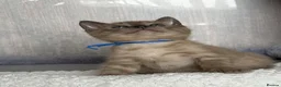 Bengal cats for sale: TICA registered Seal Solid Silver Mink Bengals - Advert 22