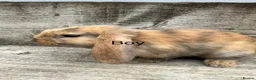 Mini Lop rabbits for sale: Five baby mini lop bunnies - Advert 4