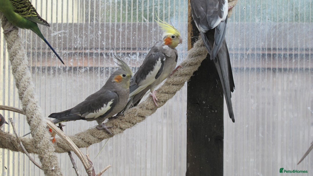 Cockatiels birds for sale: Cockatiels male & female aviary bred - Image 1