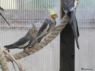 Cockatiels birds - Advert 32