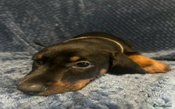Dobermann dogs for sale: 7 handsome doberman pups - Image 5