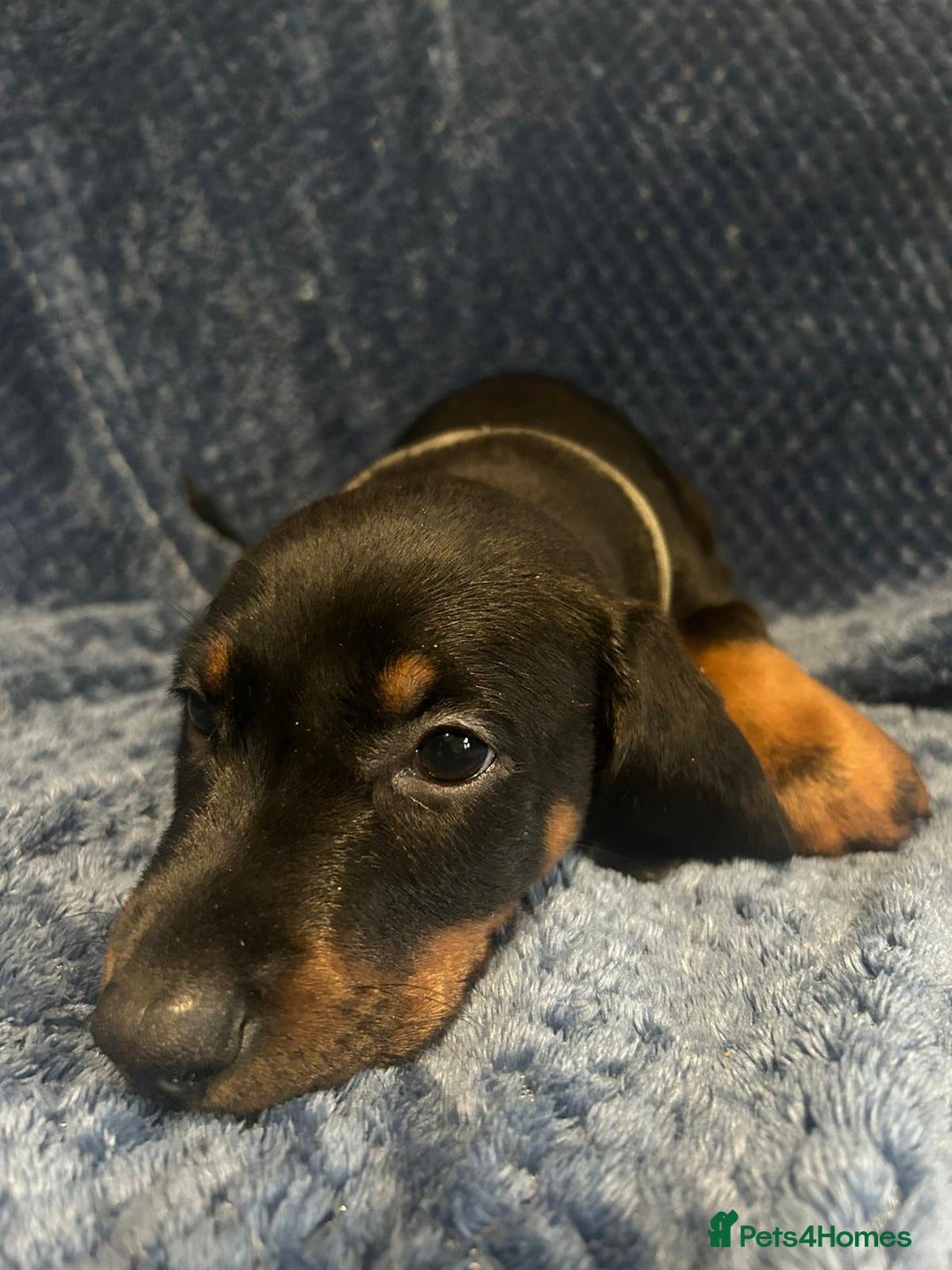 Dobermann dogs for sale: 7 handsome doberman pups - Image 5