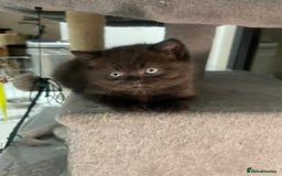 British Shorthair cats for sale: Fabulous, playful and healthy BSH kittens, rare - Image 14