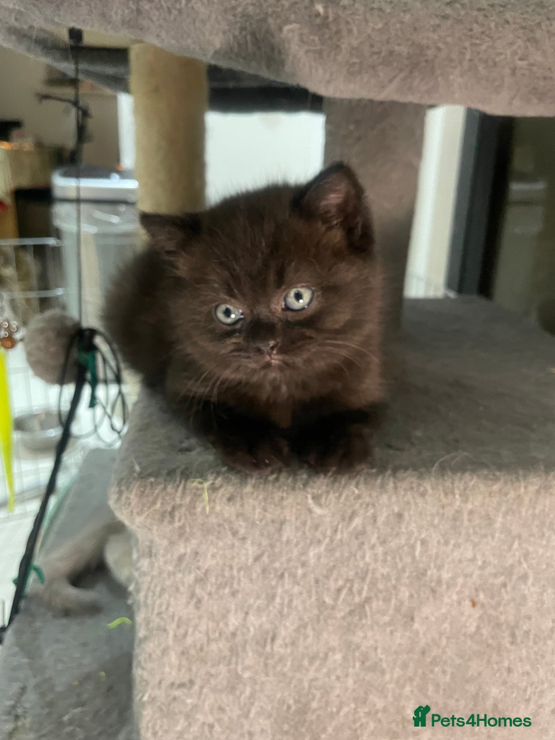 British Shorthair cats for sale: Fabulous, playful and healthy BSH kittens, rare - Image 14