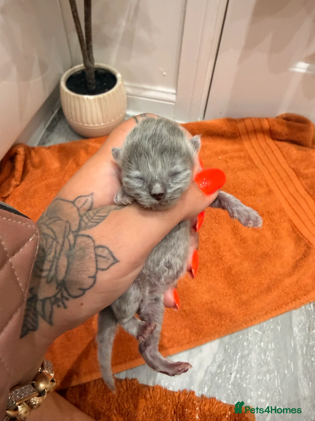 British Longhair cats for sale: Beautiful grey and lilac kittens - Advert 2