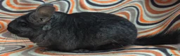 Chinchilla rodents for sale: Variety of chinchillas babys and adults - Advert 37
