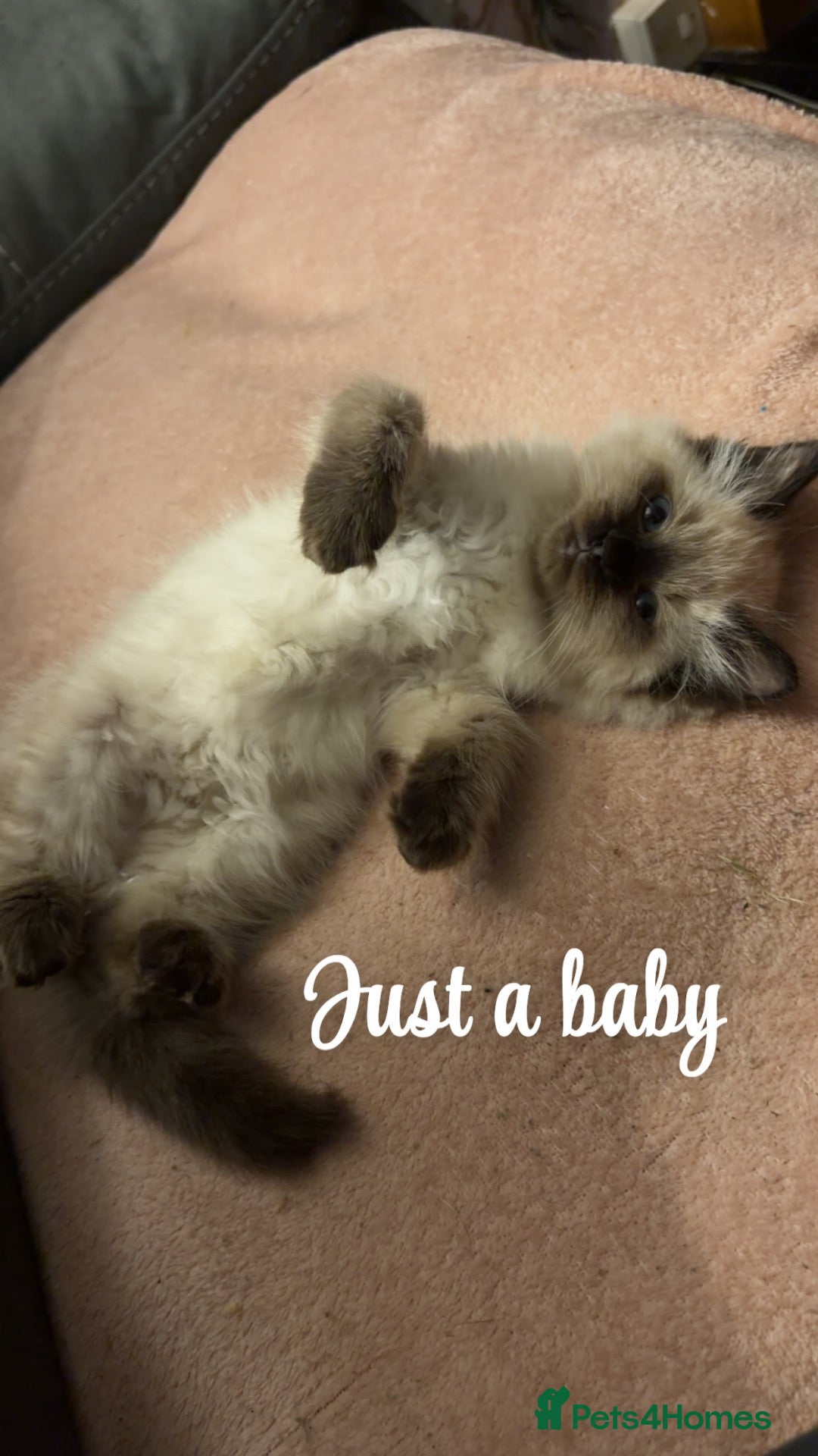 Ragdoll cats Female ragdoll kitten - Advert 1