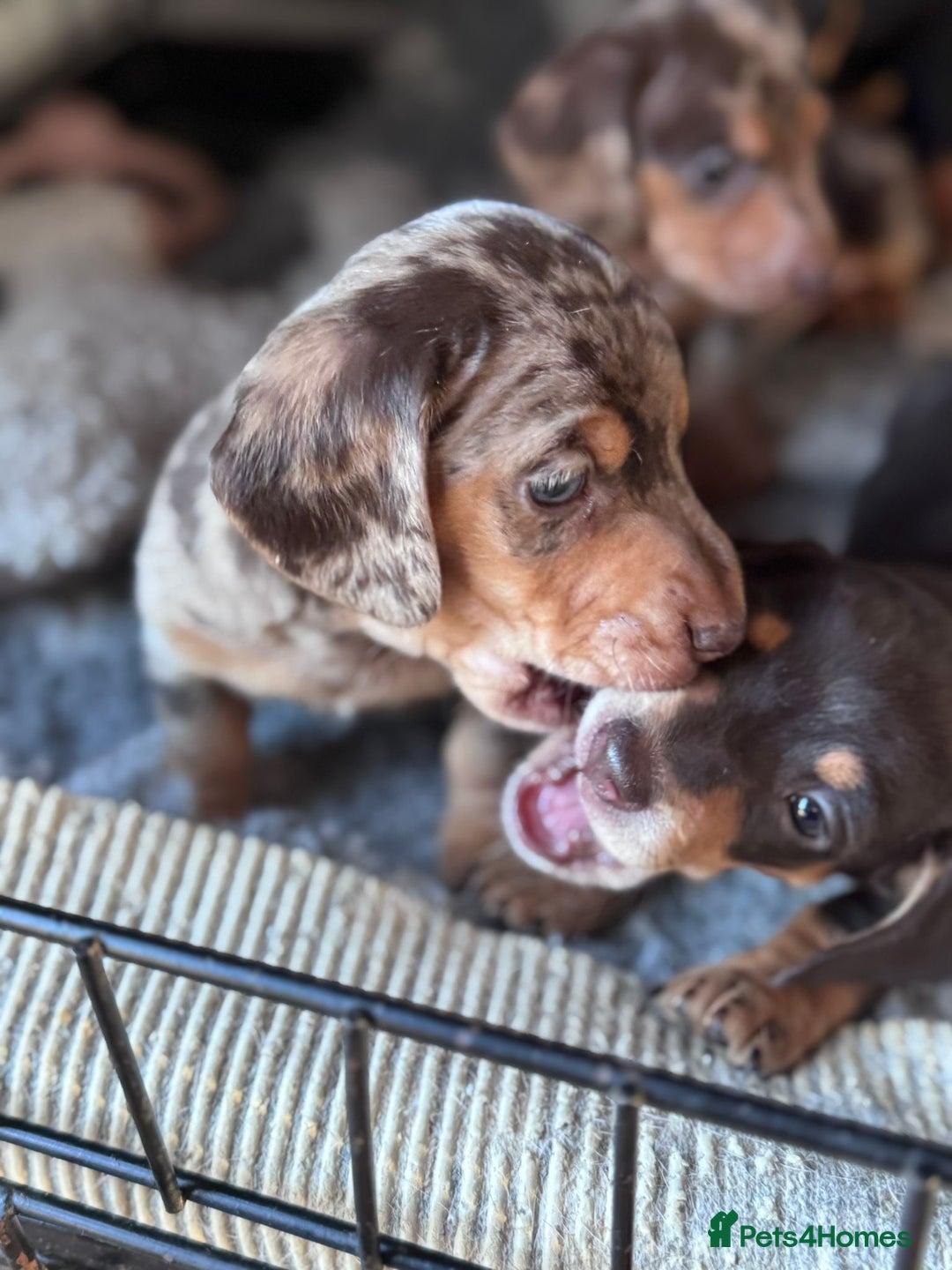 Miniature Dachshund dogs for sale: ⭐ OUTSTANDING MINI DACSHUND PUPS ⭐️ - Advert 5
