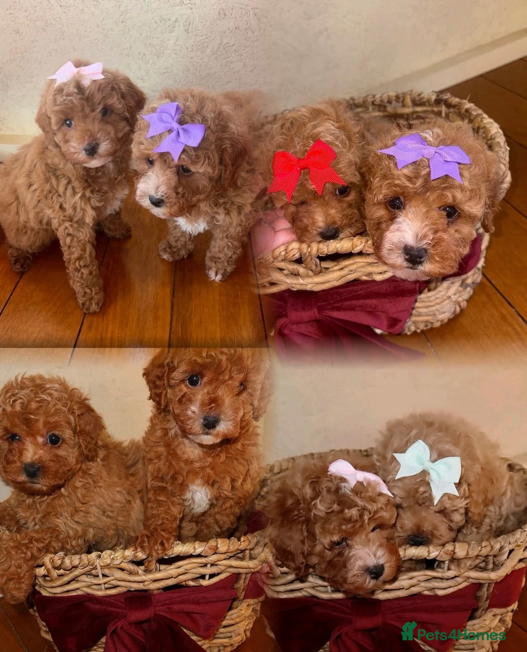 Maltipoo dogs for sale: Stunning Red Girl Maltipoos 🐶  - Advert 1