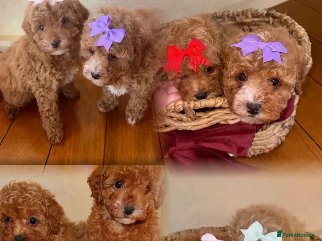 Maltipoo dogs for sale: Stunning Red Girl Maltipoos 🐶 - Advert 1