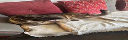 German Shepherd dogs for sale: Magda & Albert - Advert 1