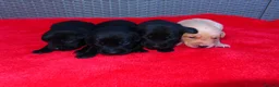 Labrador Retriever dogs for sale: 7 KC lab pups out of a FTCH - Advert 6