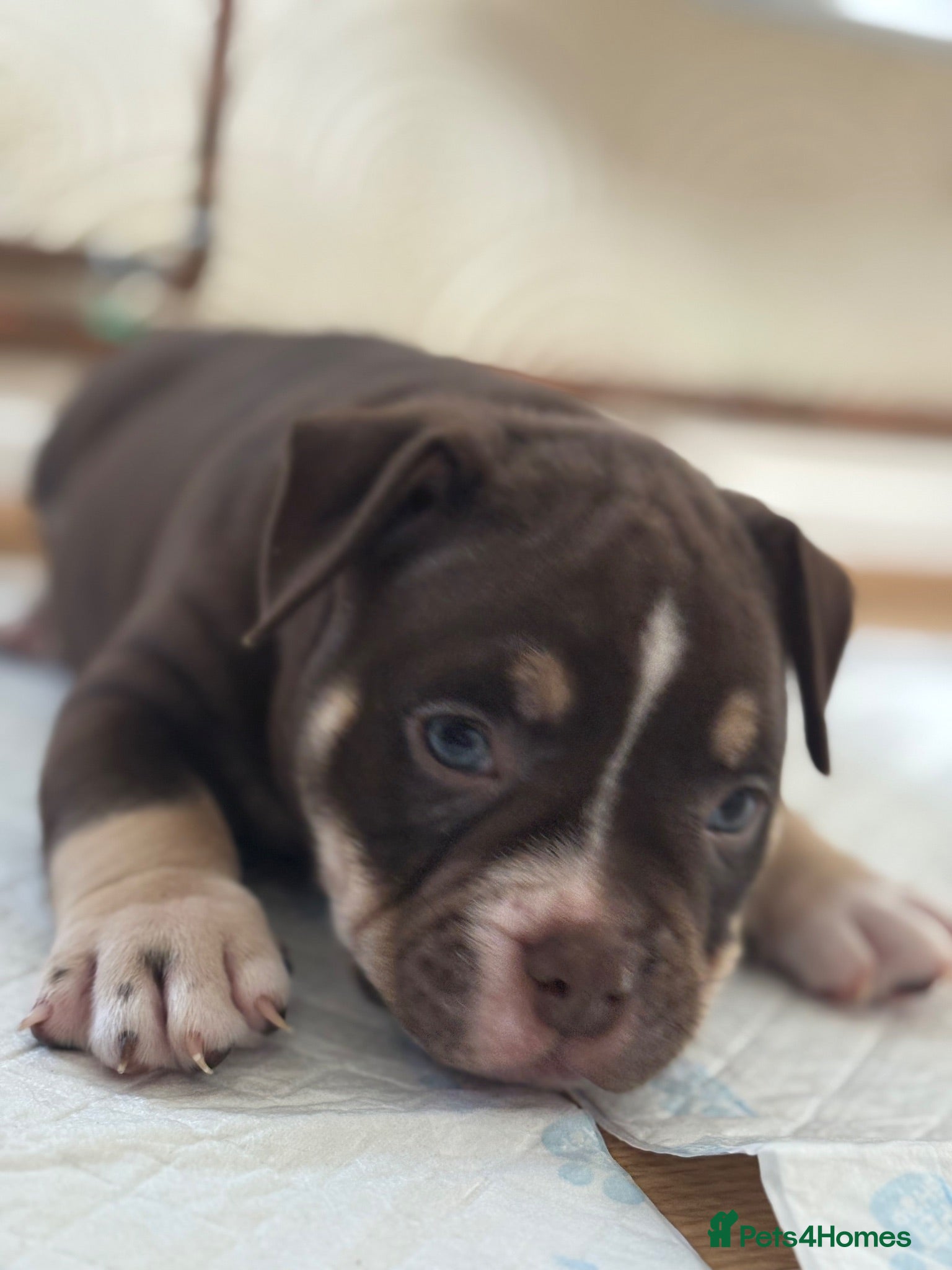 American Bully dogs 🌟 last 2 price drop 🌟 Pocket bully pups 😍🐶🏆  - Advert 8