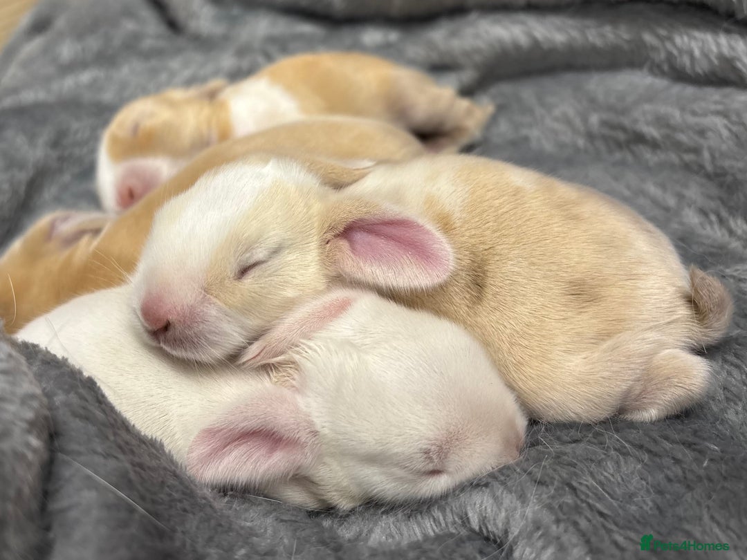 Mini Lop rabbits for sale: 4 beautiful mini lop babies - Image 2