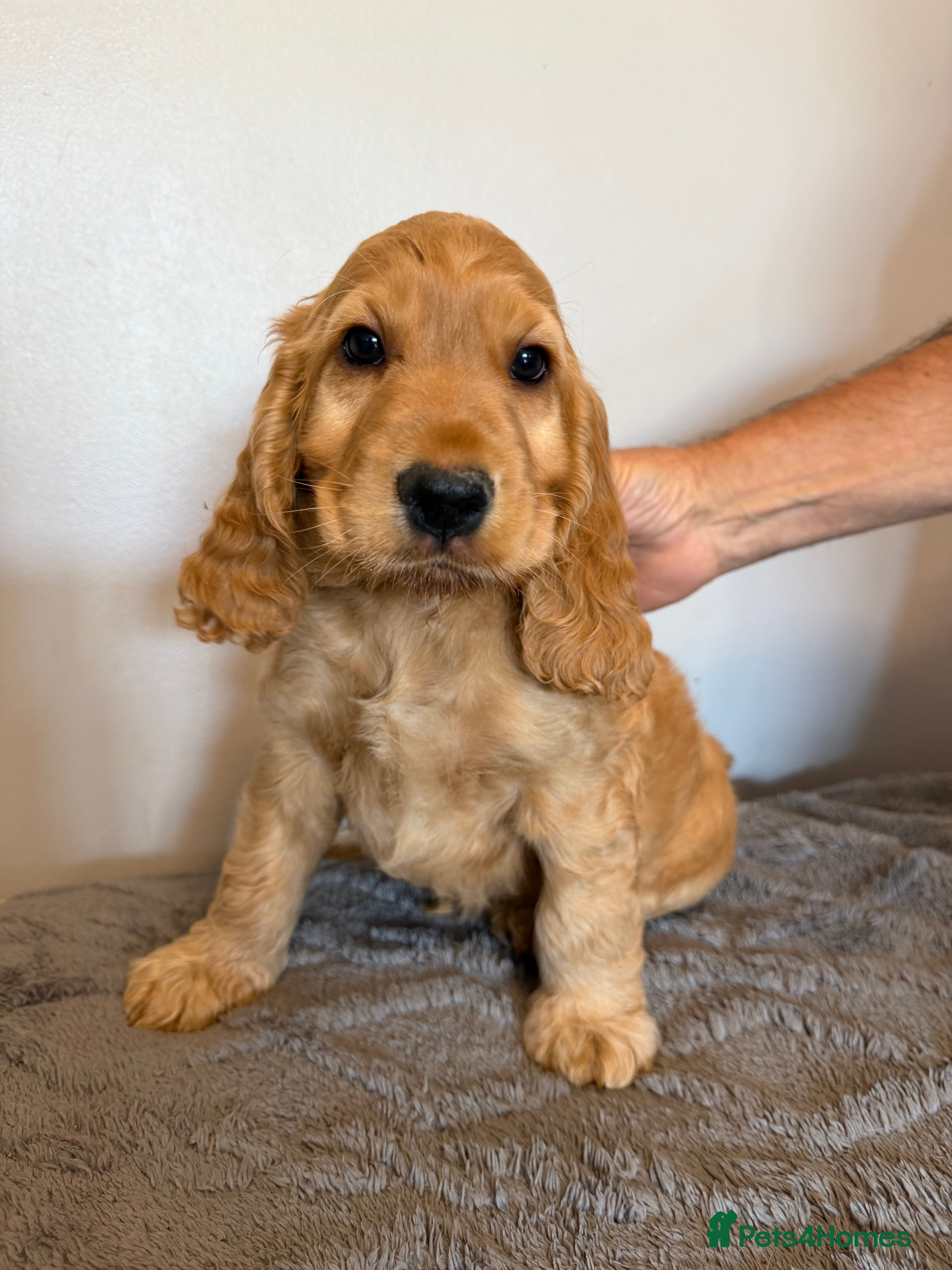 Cocker Spaniel dogs Show Cocker Spaniel - Advert 1