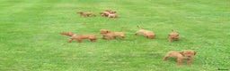 Hungarian Vizsla dogs for stud: Proven Hungarian Vizsla Stud Dog in Badminton - Advert 11