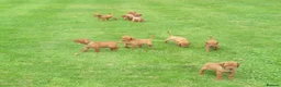 Hungarian Vizsla dogs for stud: Proven Hungarian Vizsla Stud Dog in Badminton - Advert 11