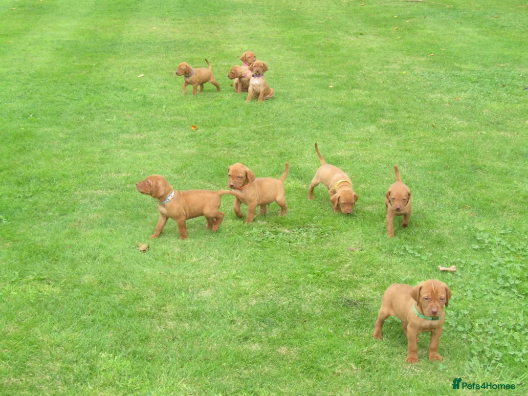 Hungarian Vizsla dogs for stud: Proven Hungarian Vizsla Stud Dog in Badminton - Advert 11