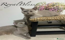 British Shorthair cats for sale: 👑ROYALBLESS STUNNING LILAC BRITISH SHORTHAIR  - Image 8