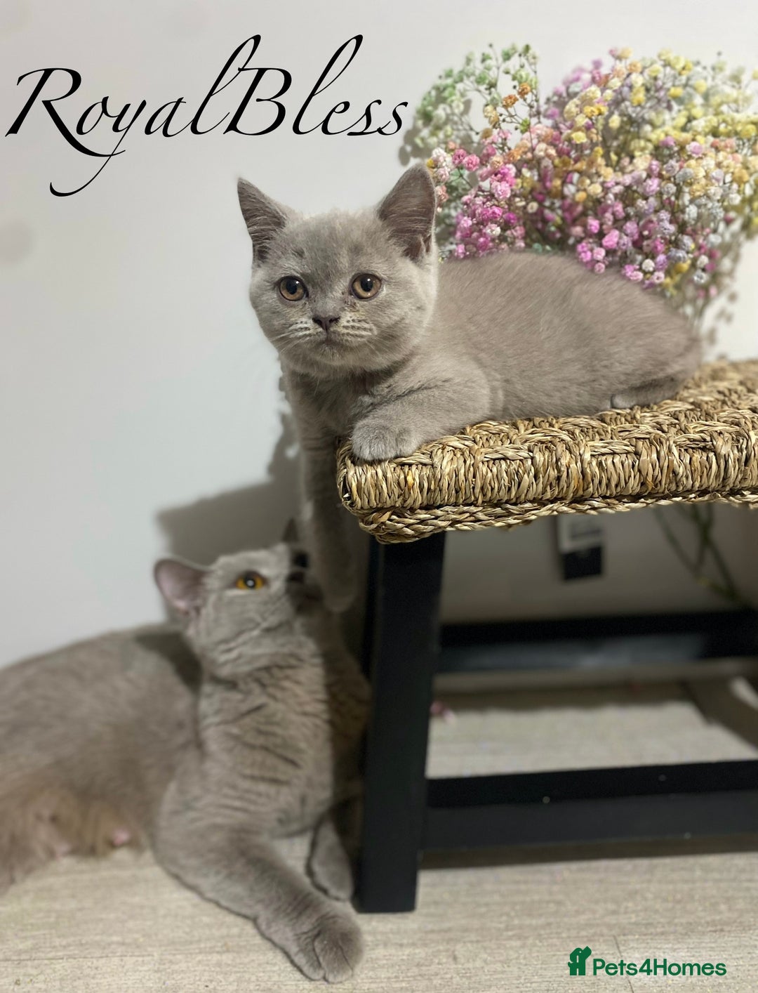 British Shorthair cats for sale: 👑ROYALBLESS STUNNING LILAC BRITISH SHORTHAIR  - Image 8