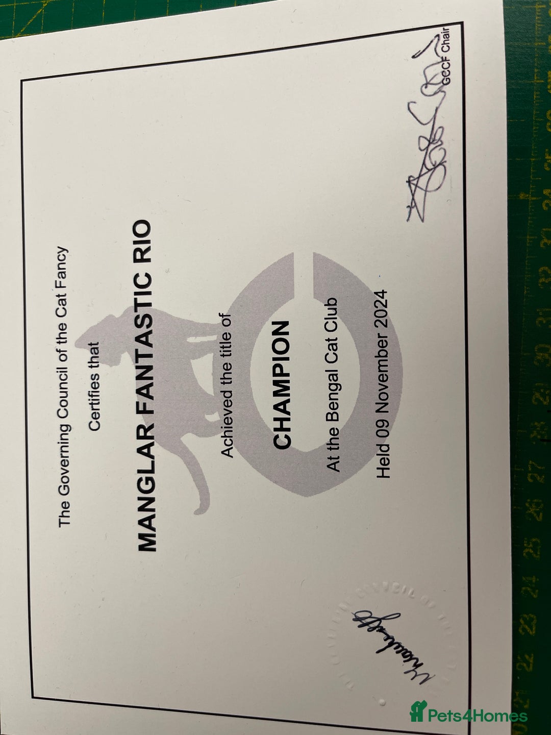 Bengal cats for stud: Bengal with Champion cert GCCF reg for stud duty - Image 7