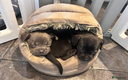 Mixed Breed dogs for sale: Daxiecross Frenchy  - Image 9