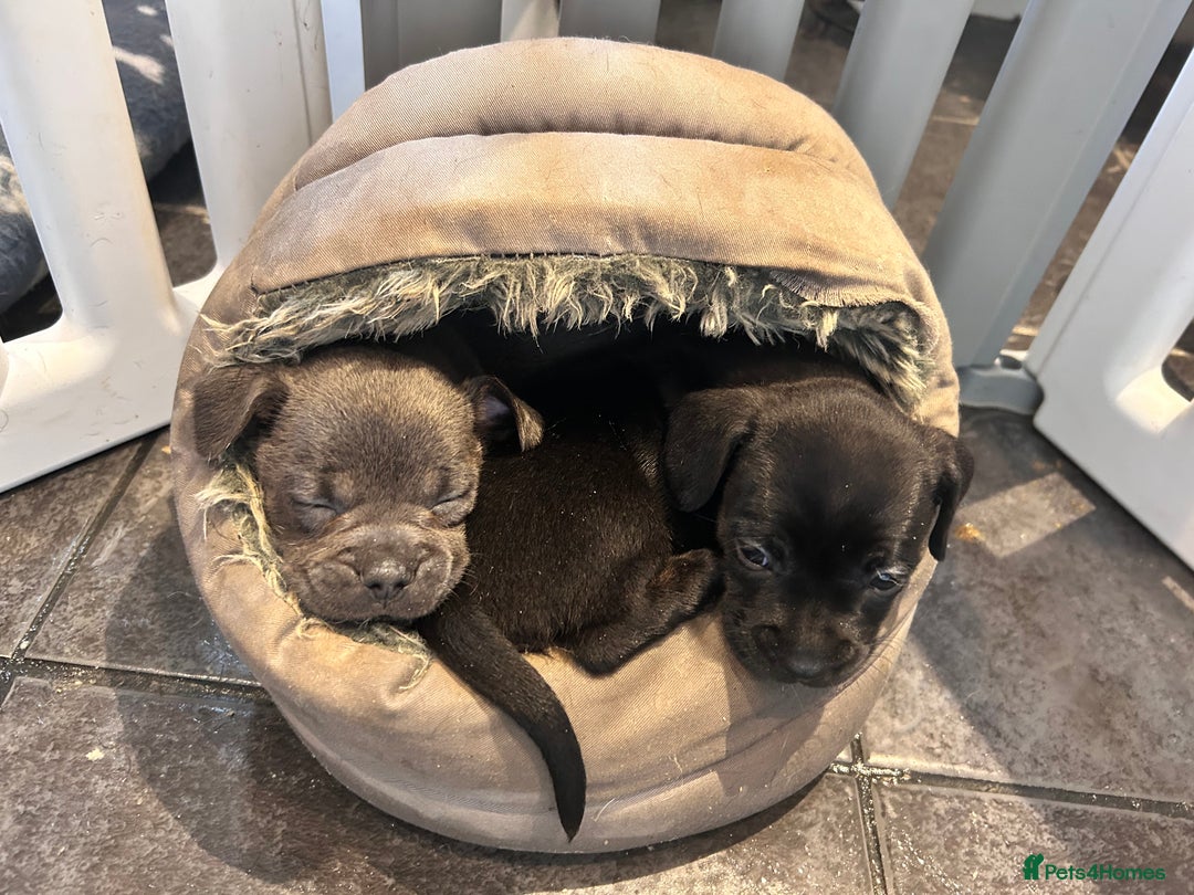 Mixed Breed dogs for sale: Daxiecross Frenchy  - Image 9